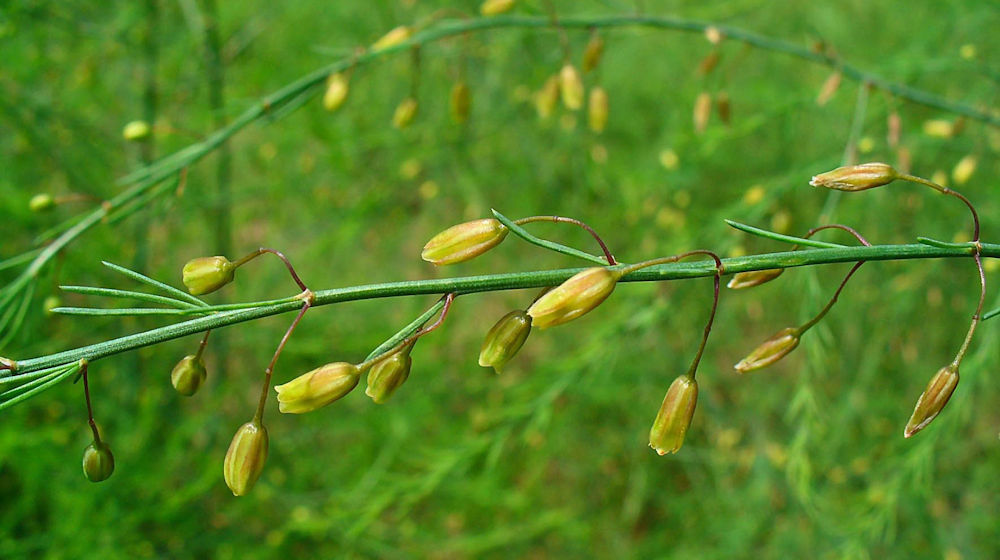 Asperge
