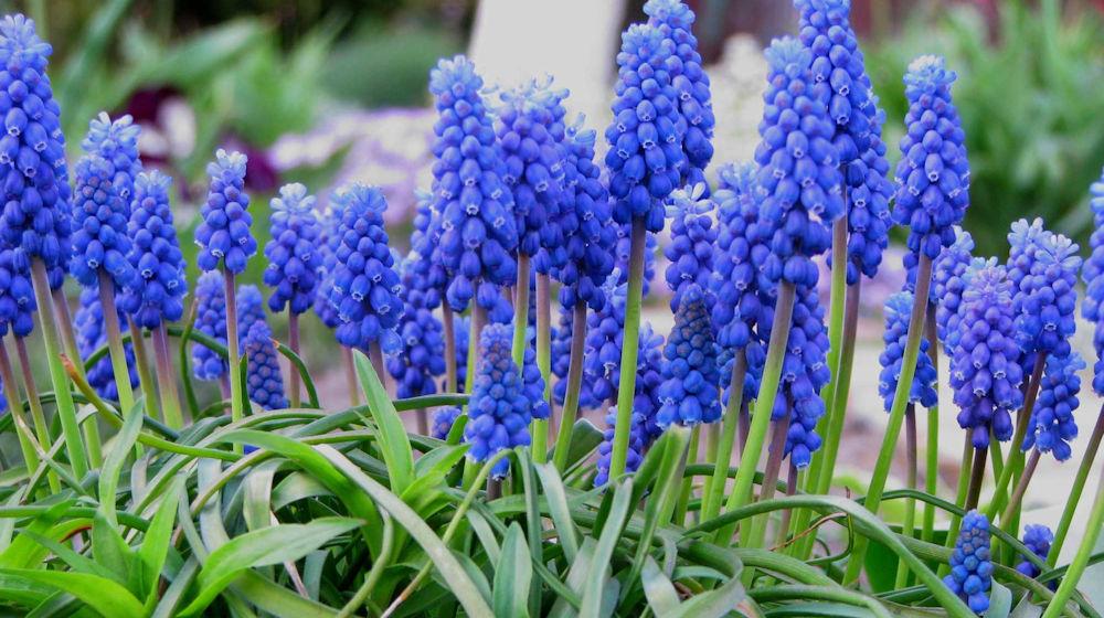 Blauwe druifjes