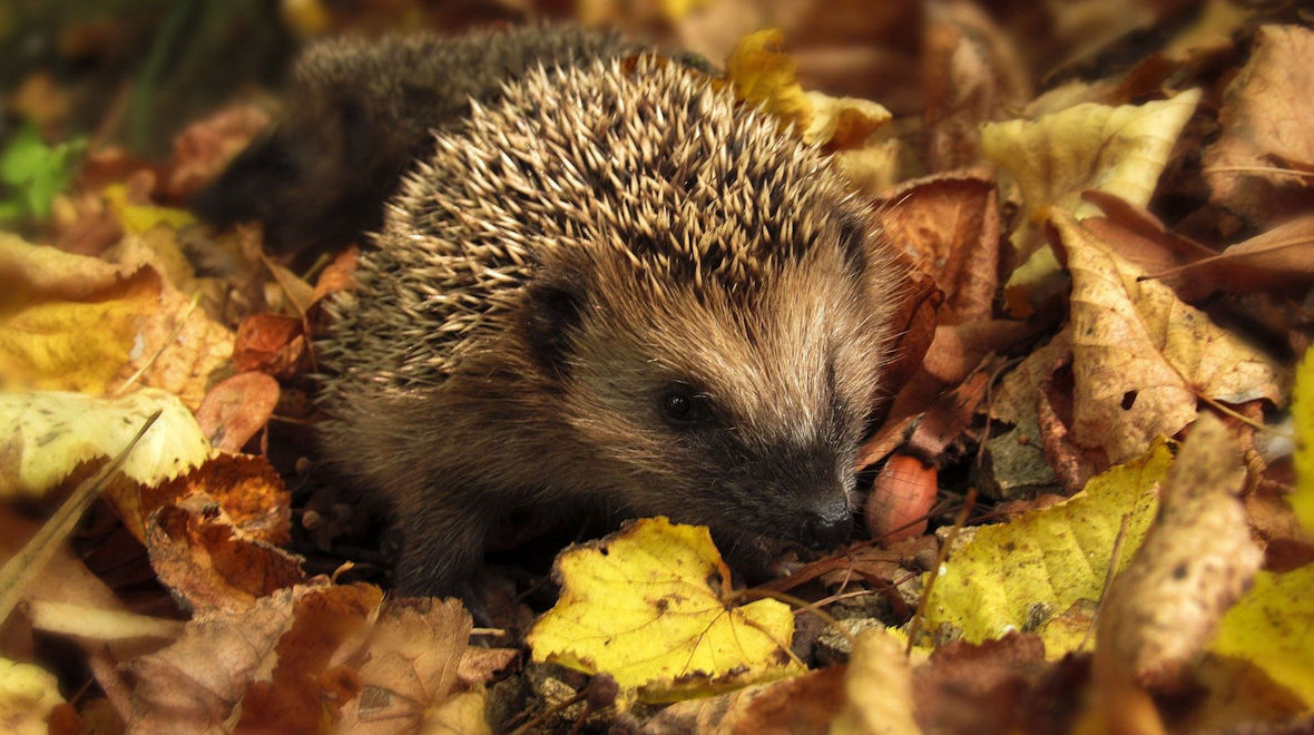 Creâer een thuis voor insecten en andere dieren - tip 3