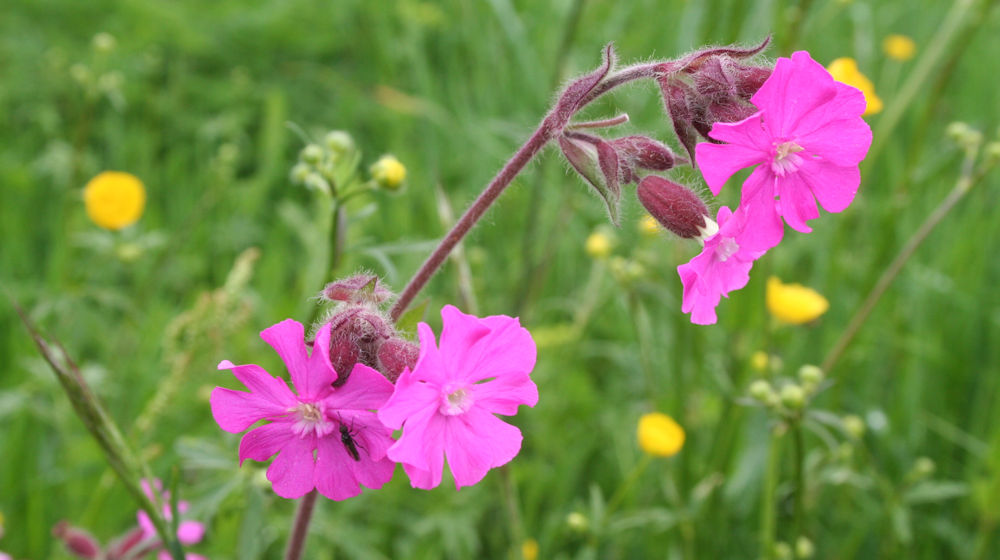 Dagkoekoeksbloem