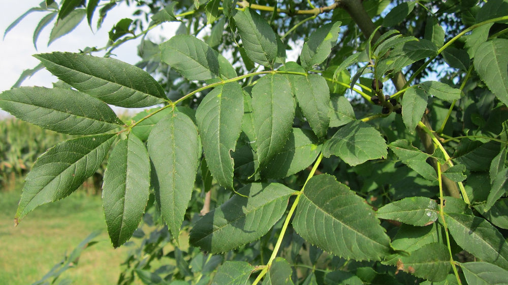 es