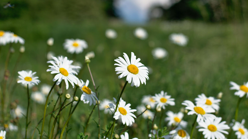 Gewone margriet