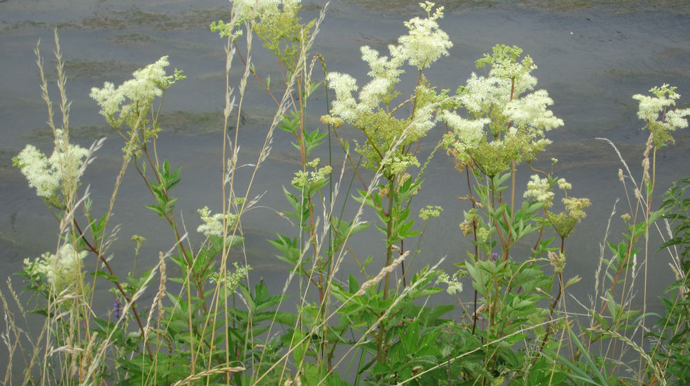 Moerasspirea
