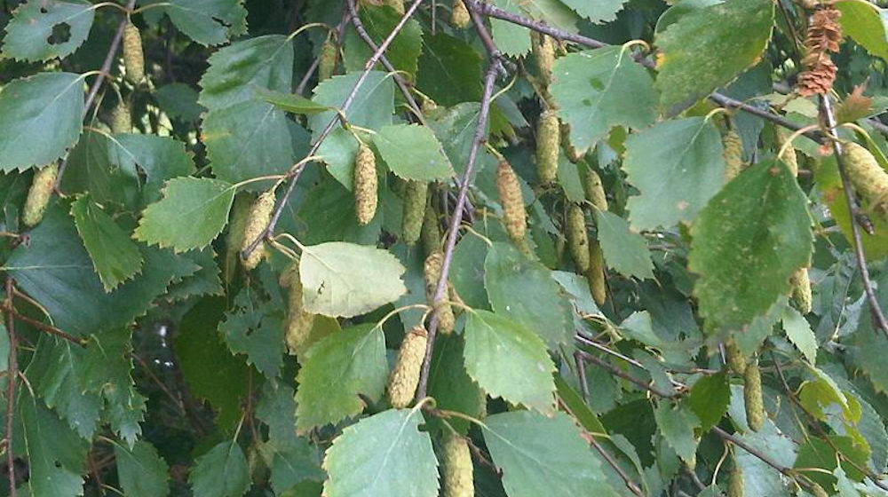 Ruwe berk
