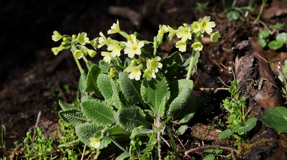 Slanke sleutelbloem
