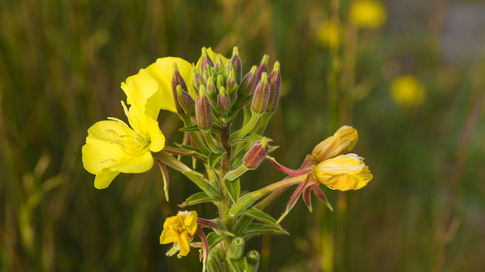 Teunisbloem