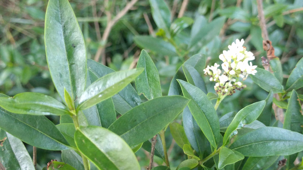 Wilde liguster