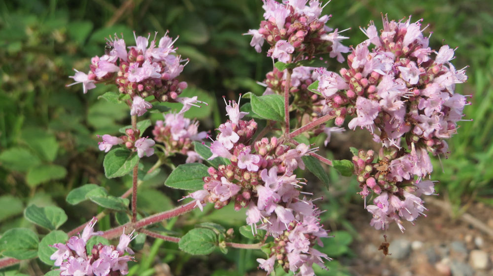 Wilde marjolein