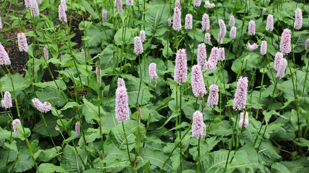 adderwortel-vaste planten-a
