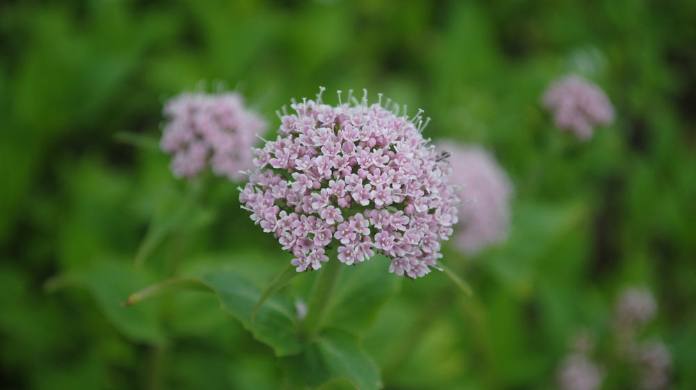 echte valeriaan-vaste planten -a