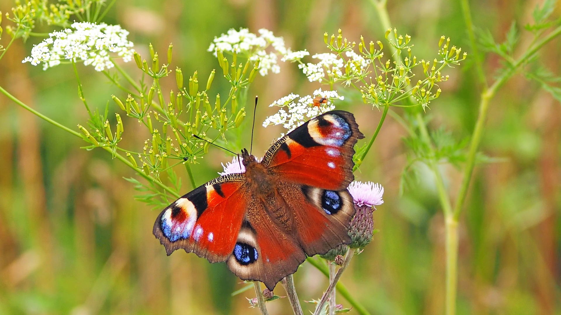 peacock-butterfly-gf767566e0_1920